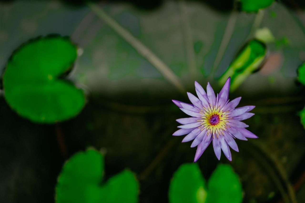 Jungle Lotus Villas Ubud Exteriér fotografie